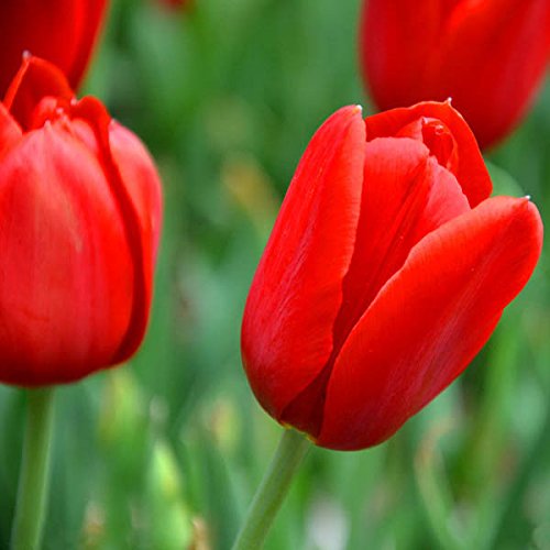 Graines De Tulipes Rouges - Sachet De 100 Graines - Facile à Cultiver, Sans OGM - Pour Massifs, Bordures, Jardinières - 2